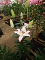 [4222 Hotline No201.JPG]